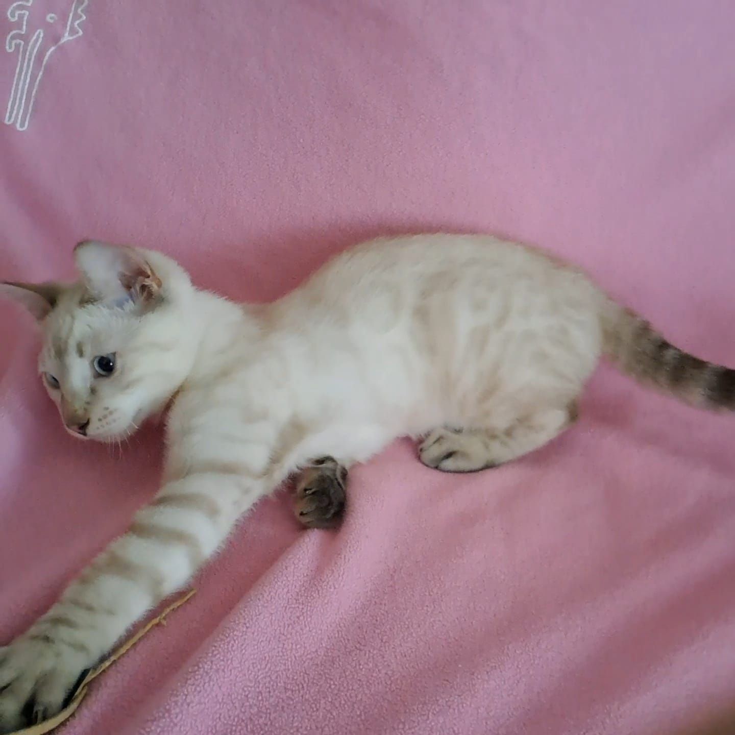 Бенгальский котёнок кот