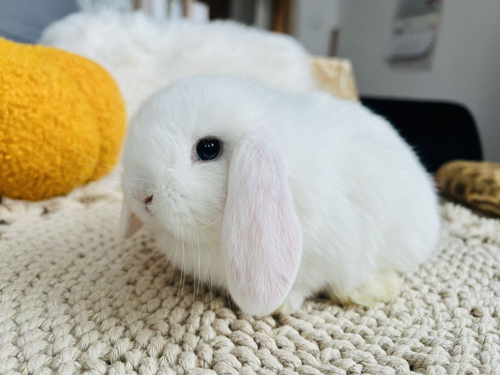 MINI LOP 100% króliki rasowe, HODOWLA - króliczek miniaturka, królik