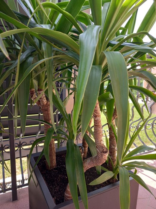 Yucca Juka Palma 150cm