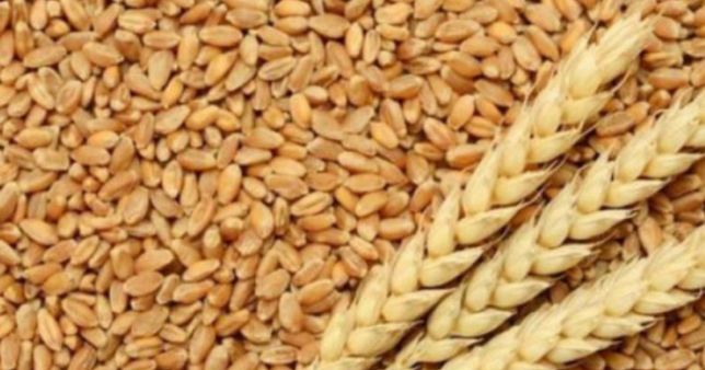 Продам пшеницю та кукурудзу