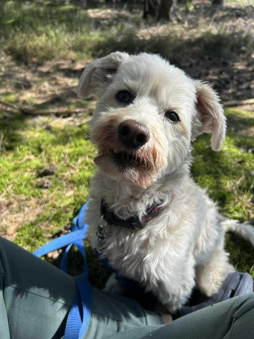 Ptyś, radosny piesek, szuka nowego domu