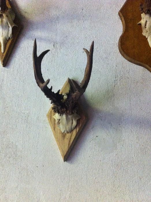 роги косулі європейської