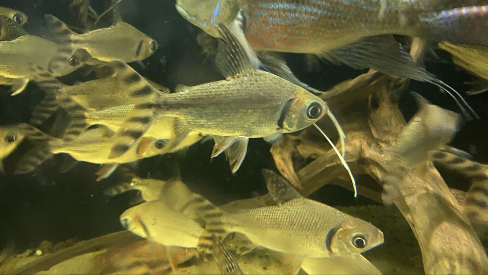 TABU FLAGTAIL Semaprochilodus Leszczanka W-wa