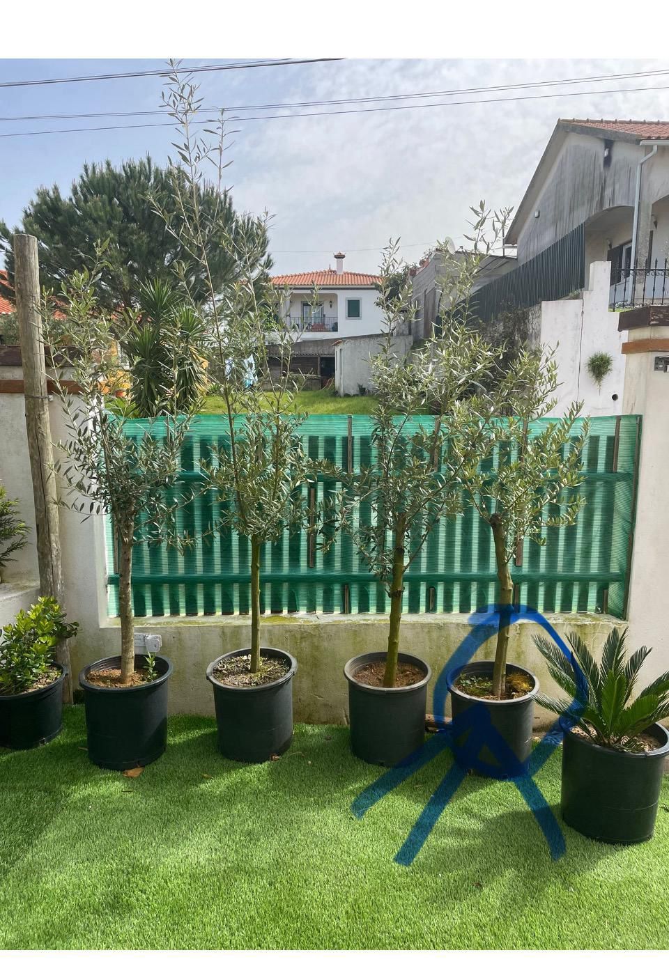 Oliveiras galegas para jardim e pata produção