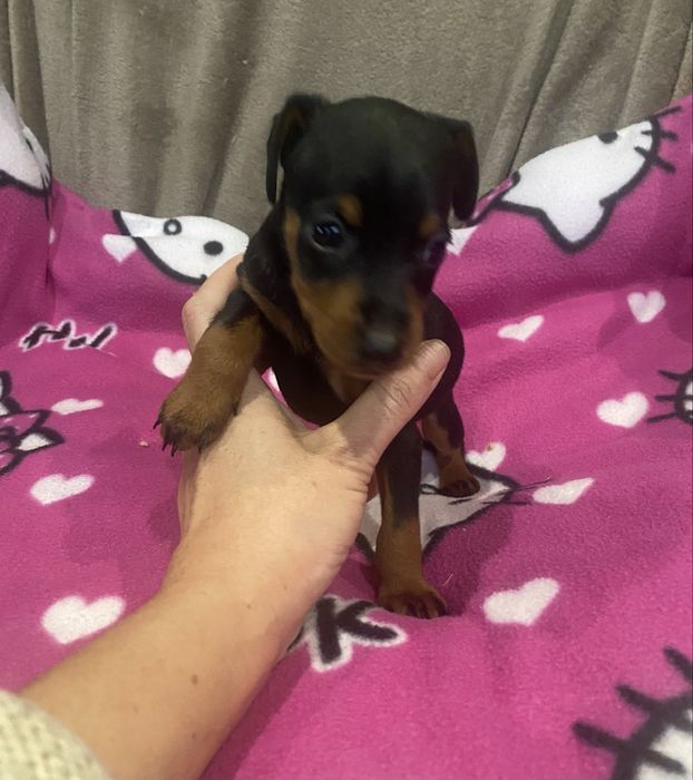 Мальчишка цвергпинрера