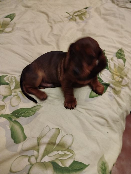 Маленькі такси шукають люблячих господарів