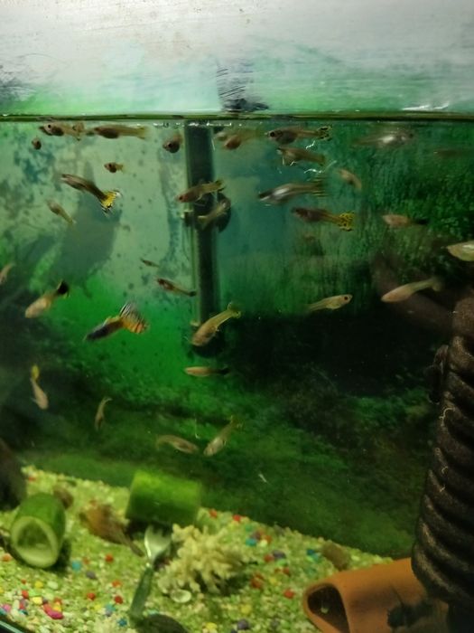 Sprzedam Młode Gupiki