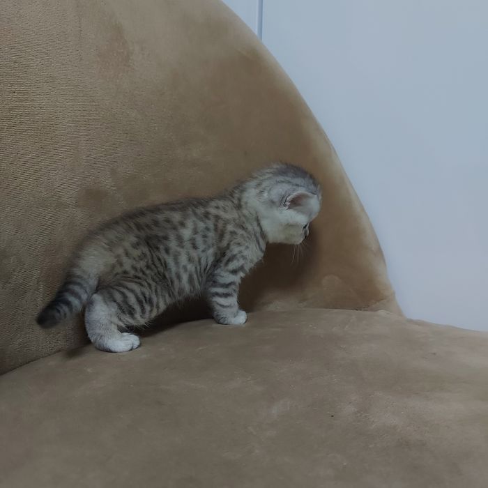Кошенята шотланські