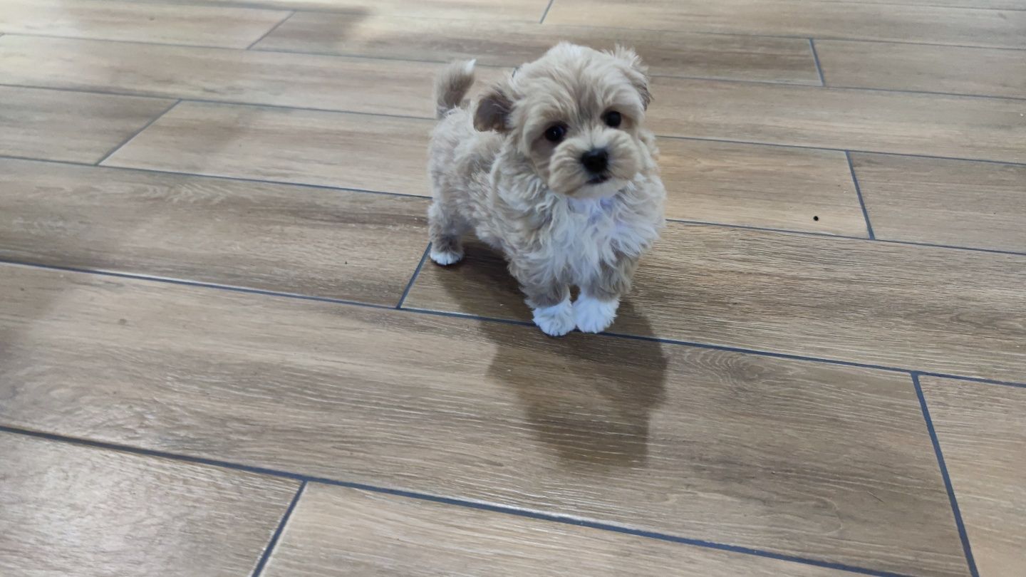 Maltipoo maltipoo