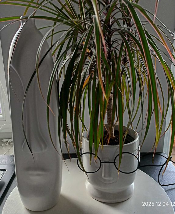 Wazon i doniczka z dracena