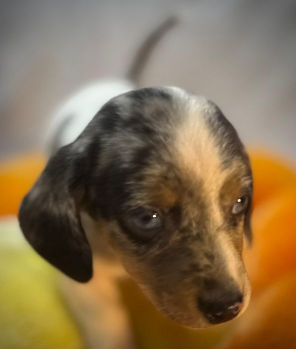 Jamnik miniaturowy piebald merle cudna sunia