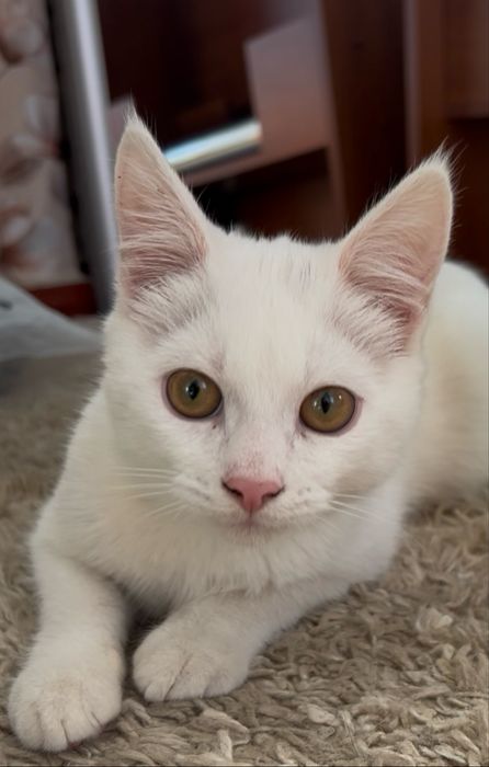 Глухе кошеня 7 місяців