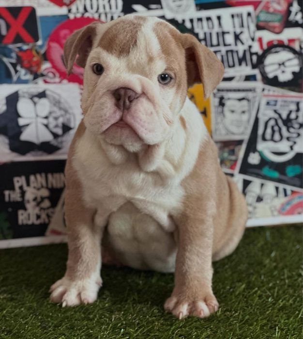 Bullgog ingles femea lilac