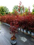 pęcherznica kalinolistna Red Baron Physocarpus opulifolius