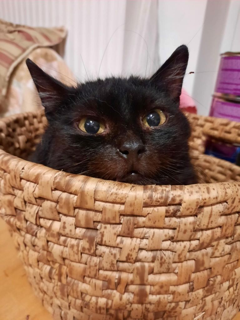 Ptyś, dorosły kocurek do adopcji