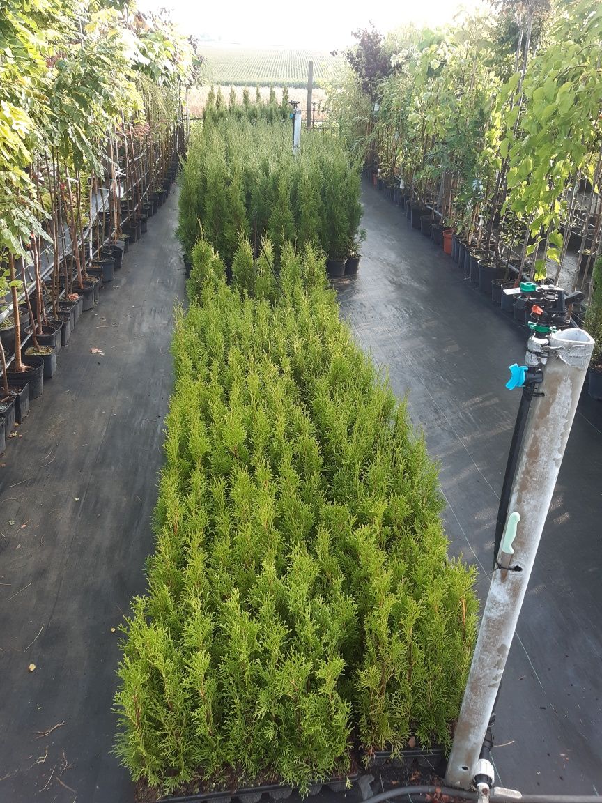 Tuja szmaragd  thuja szmaragd wys ok ok 1m