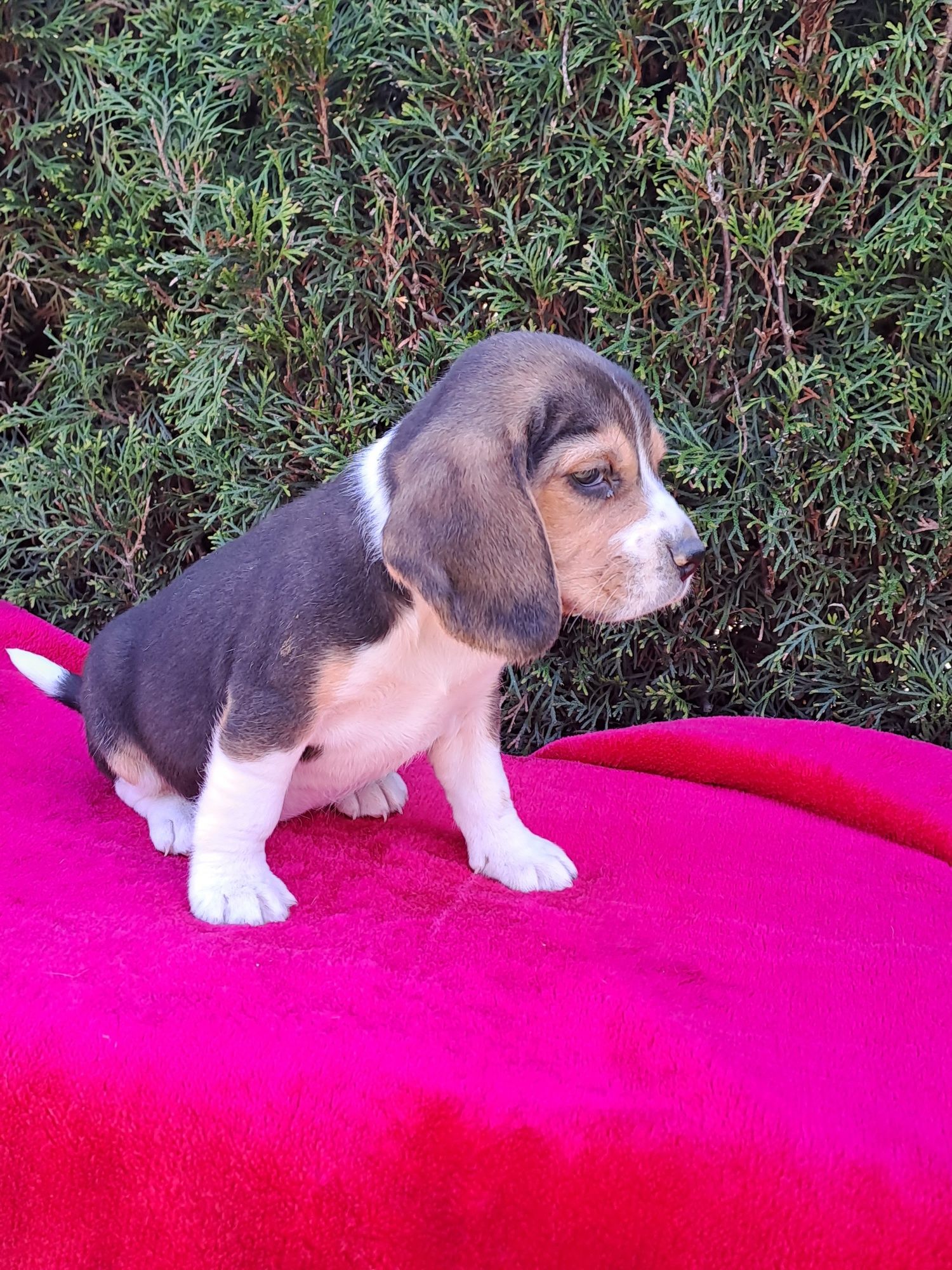 Szczeniak beagle.