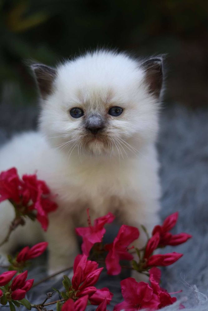 Ragdoll Ragdolle kocurek seal mitted