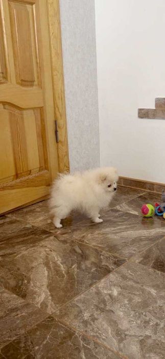 Міні дівчинка померанського шпіца.