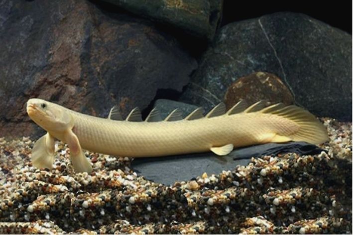 Troco por peixes jumbo