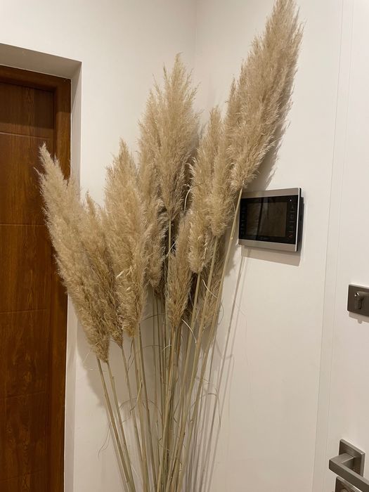 Trawy pampasowe, idealne na bukiet BOHO