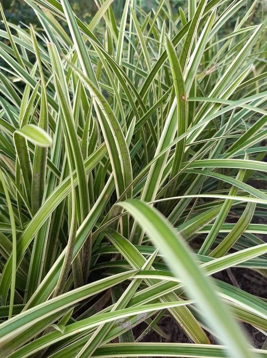 Продам декоративні трави