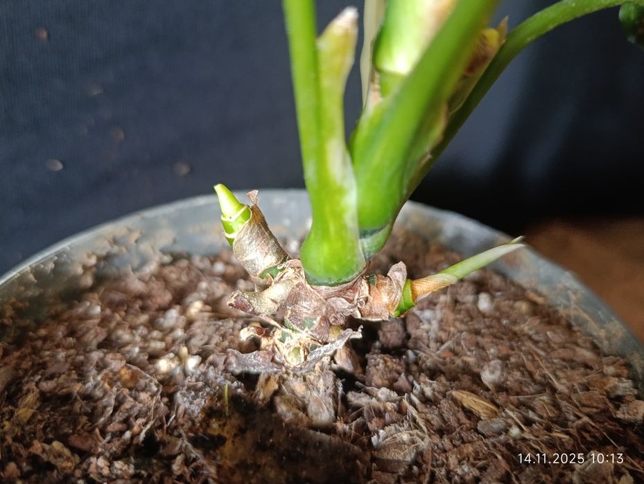 Аглаонема «Strawberry Baby» (Стравберрі Бебі)