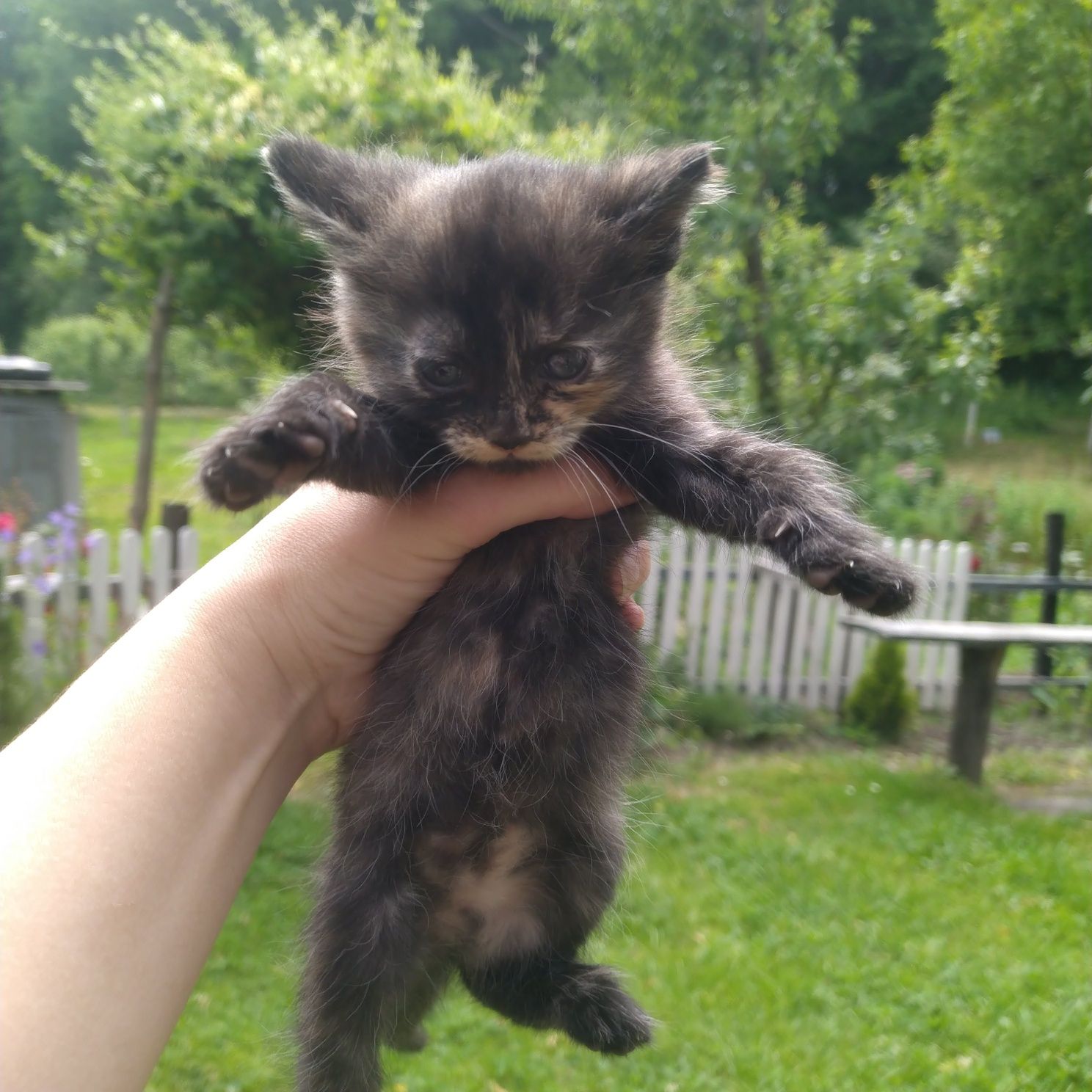 Кошенята в добрі руки, Рудий котик шукає дім ,