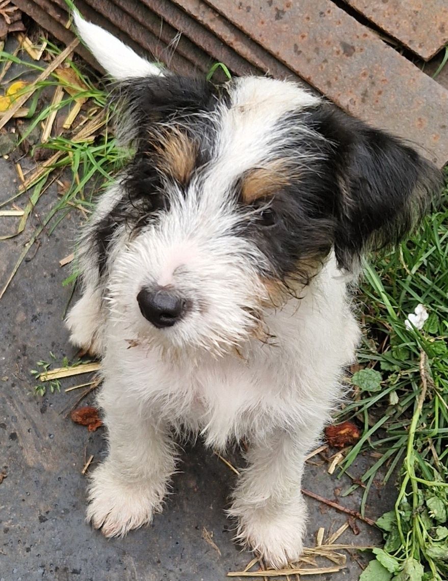 Parson Russell Terrier