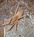 Neoholothele incei Gold Samica