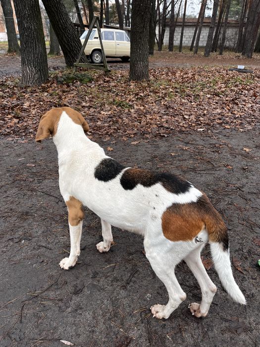 Віддам красуню у добрі руки