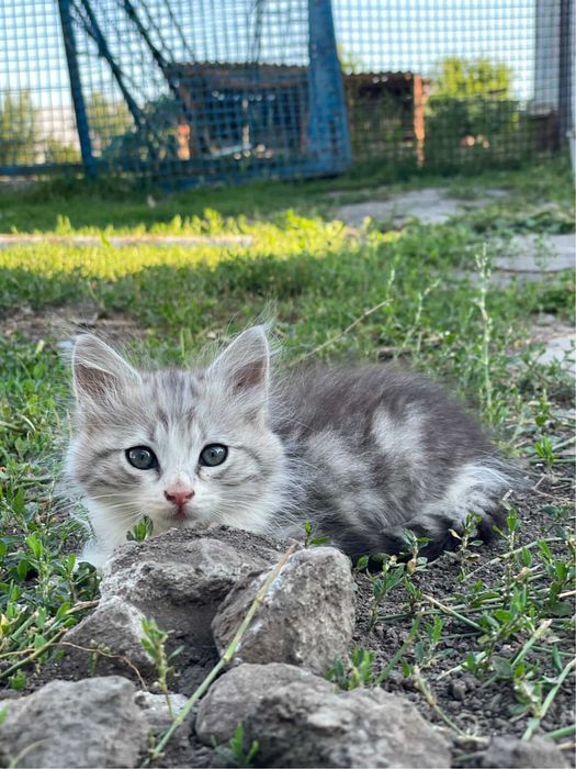 Віддамо в добрі руки