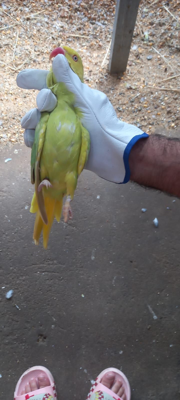 Vendo fêmea verde palida