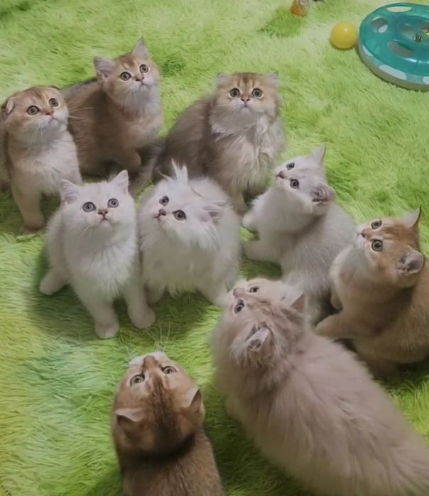 Красуні шотландці та британці