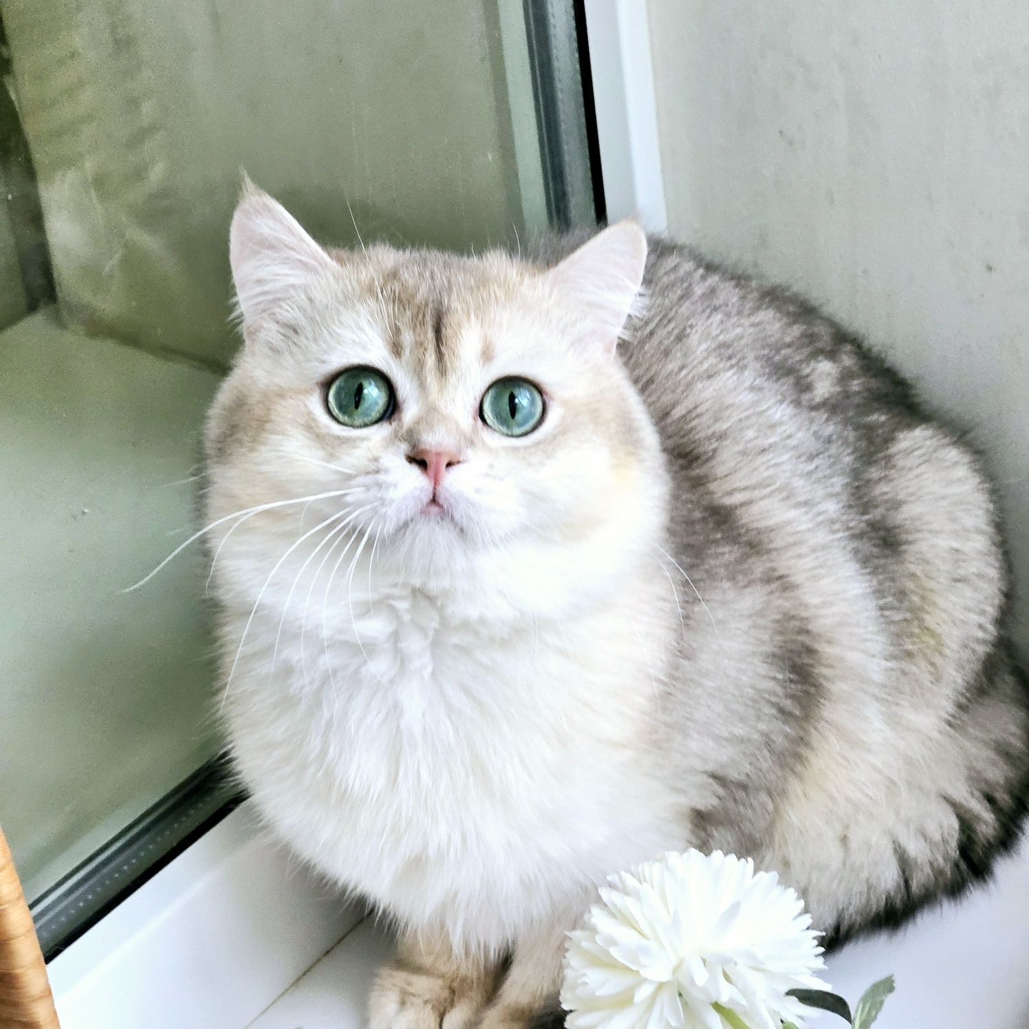 Золотая британская голубая шиншилла котик кот хлопчик