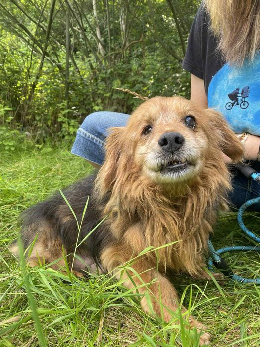 Dingo - starszy mały grzeczny piesek ze schroniska