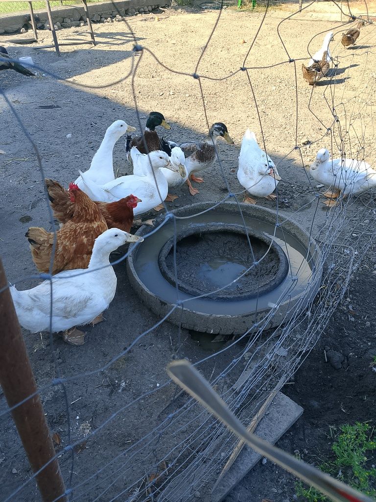 Sprzedam kaczki w wadze 2,5 do 3,5 kg