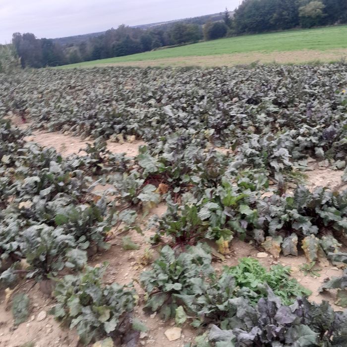 Buraki ćwikłowy , czerwony na  pasza Odpadowy