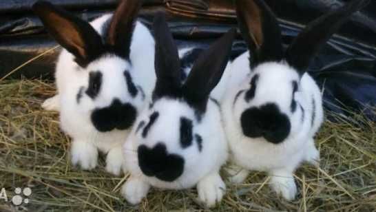 Кролик немецкий Строкач кроль самка строкача