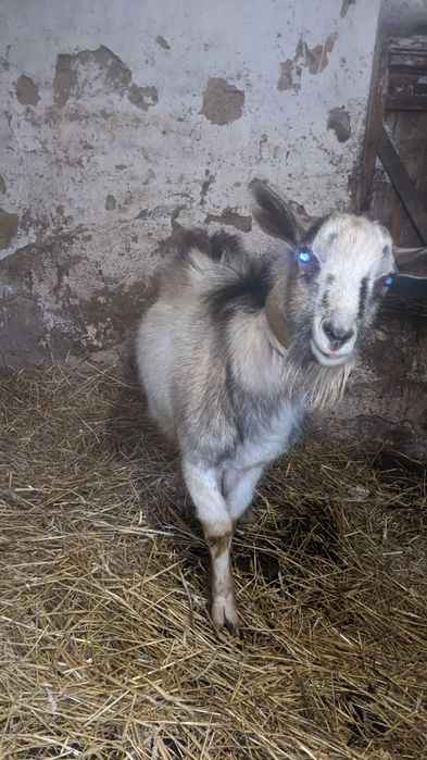 Козлик, цап 7 місяців