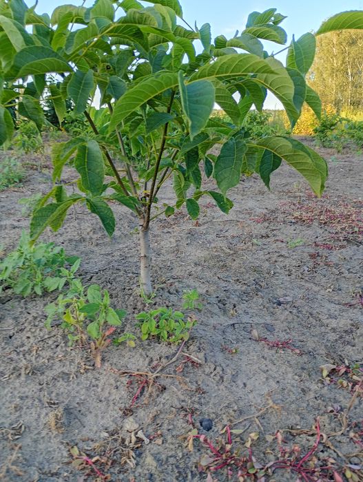 Sadzonki orzecha włoskiego