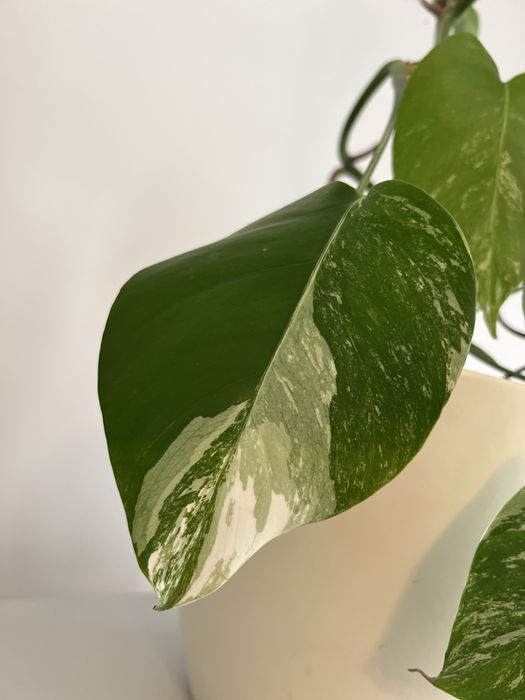 Monstera variegata wybarwiona, 2 sadzonki