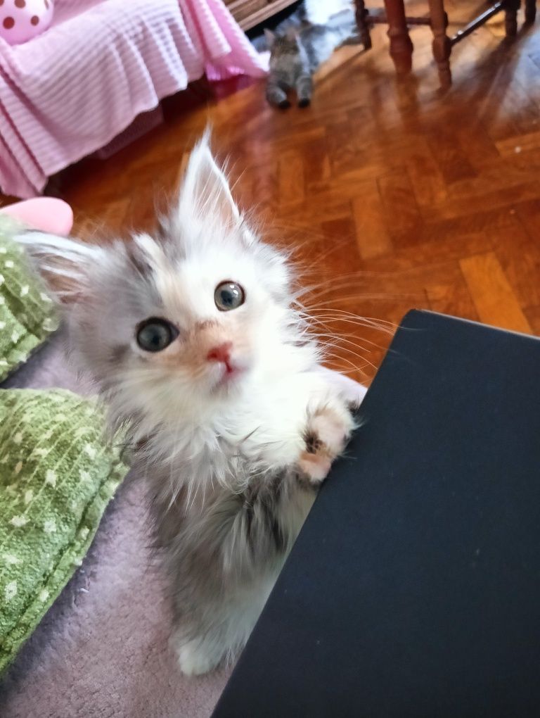 Maine coon kotka srebrzysta szylkretka rodowód FPL