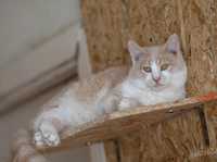 Солнечная кошечка Бочка 9 мес, молодая красивая киса, кошка