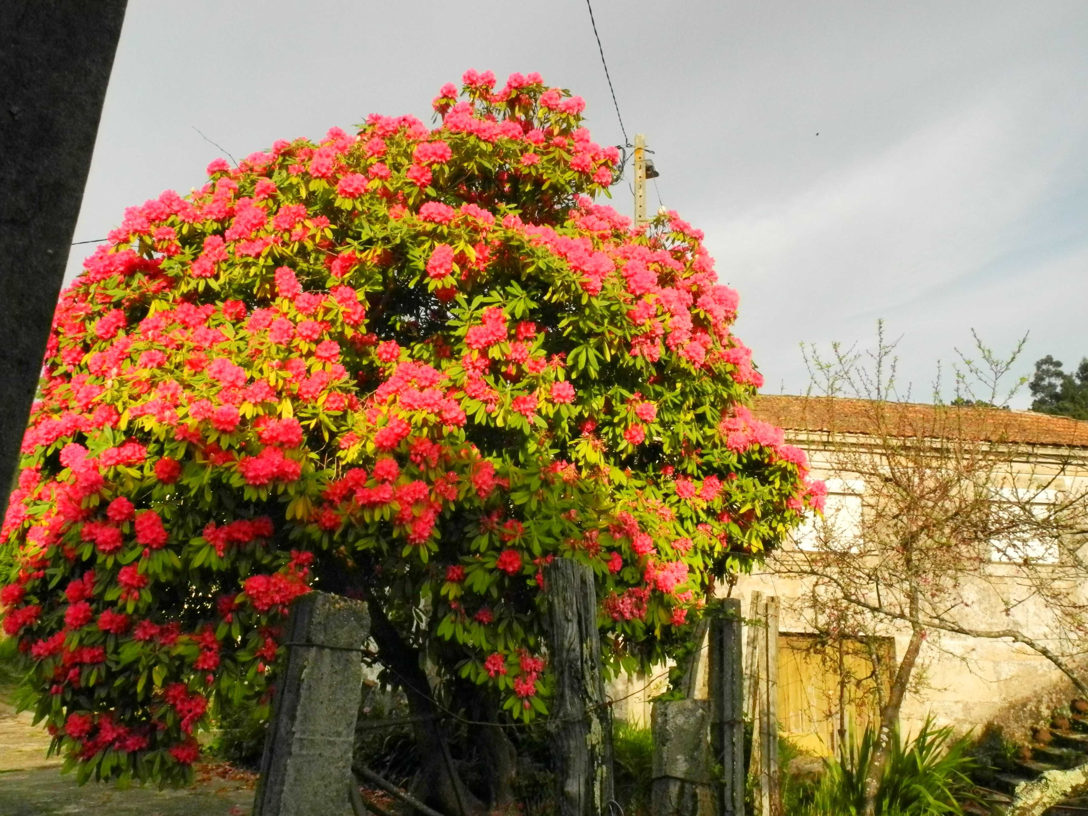 Limpeza de terrenos