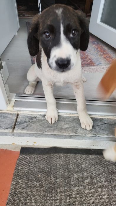 Cadela fêmea cachorro
