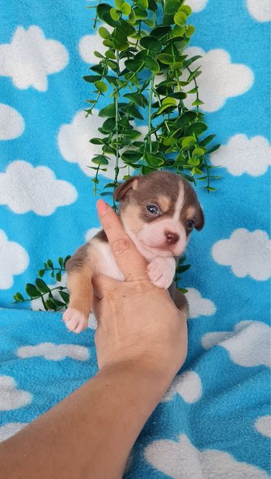 Excecional mini menino Chihuahua/Chiuaua de Qualidade,LinhagemRussa