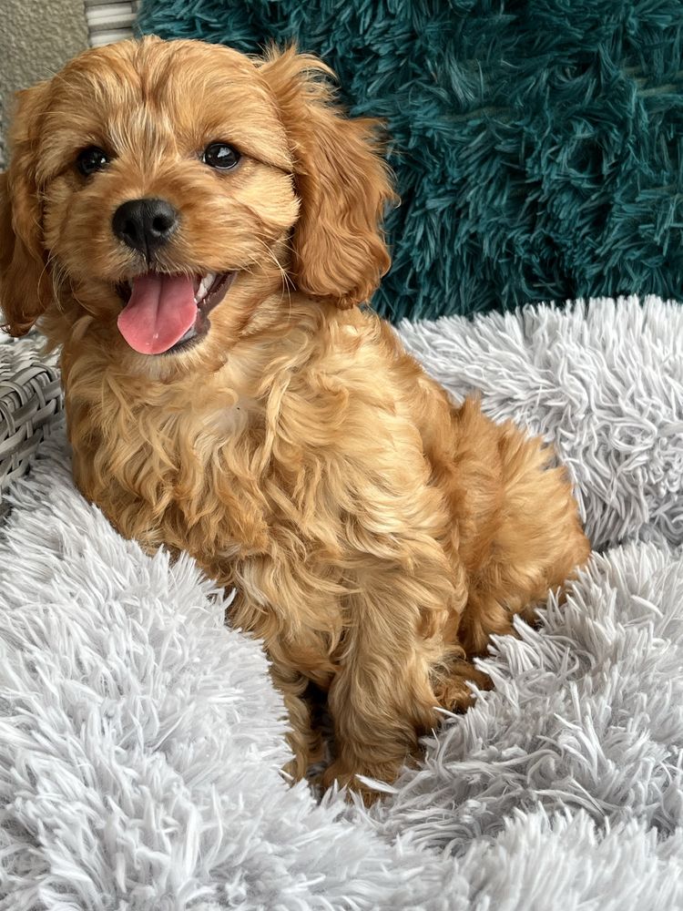 Cudowny piesek cavapoo do odbioru
