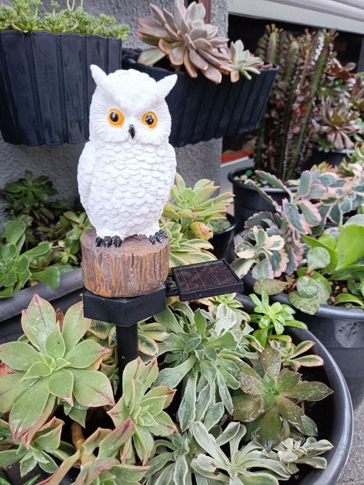 Mocho Coruja Solar para jardim suculentas orquídeas hoya jade plantas