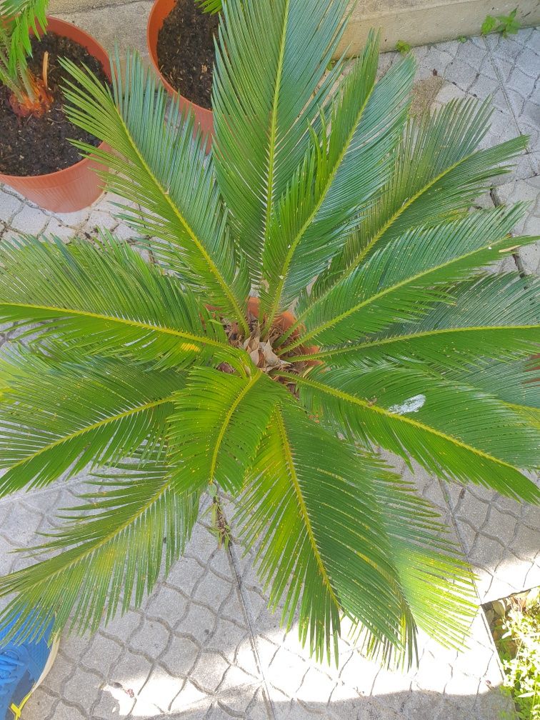 Palmeiras Cycas Revoluta